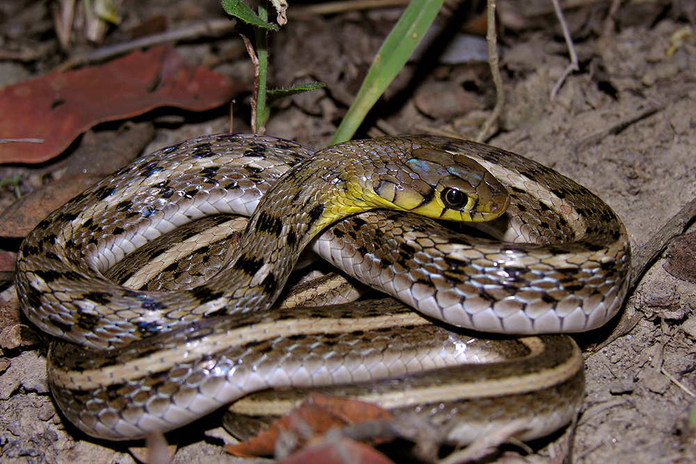 Amphiesma stolatum